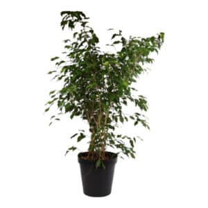 FICUS BENJAMINA BUSH 30CM
