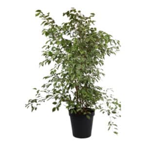 FICUS GOLDEN KING 30CM