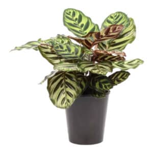 CALATHEA MAKOYANA 14CM