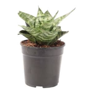 SANSEVERIA HAHNI VARIGATED 12CM