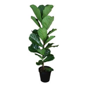 FICUS LYRATA 30CM