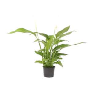 SPATHIPHYLLUM MINI 9CM