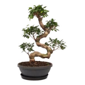 BONSAI FICUS GINSENG S-TYPE 50-60 CM IN SOLAR BOWL