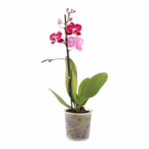 ORCHID PHALAENOPSIS MIDI 9CM