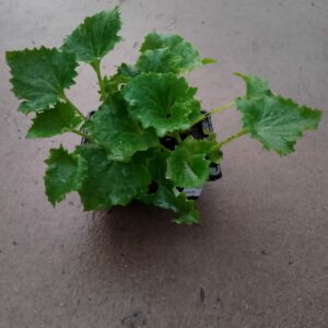 CINERARIA SEEDLING 4 PK