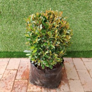 SYZYGIUM PANICULATUM SBALL 60KG