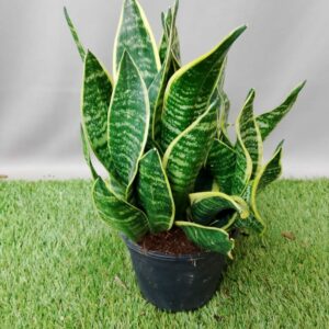 SANSEVIERIA GOLDEN FUTURA 16.5CM