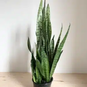 SANSEVIERIA ZEYLANICA VARRIETY 10CM