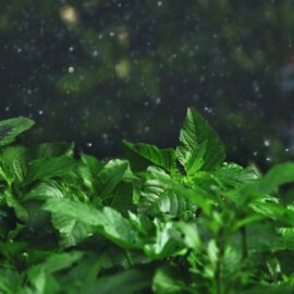 Cold, dry and droopy: Solving winter plant troubles