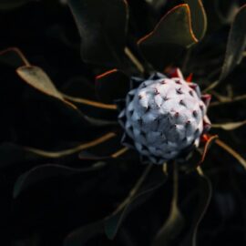 Growing fynbos: All you need to know to get started