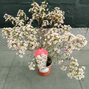 CHAMELAUCIUM JAMBOREE 15CM