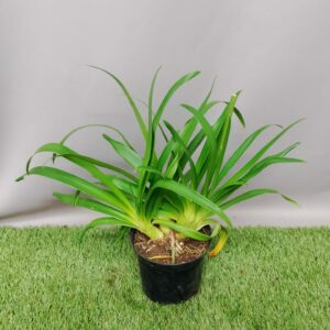 AGAPANTHUS BINGO WHITE 15CM