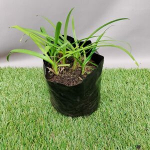 AGAPANTHUS NANA WHITE 2KG