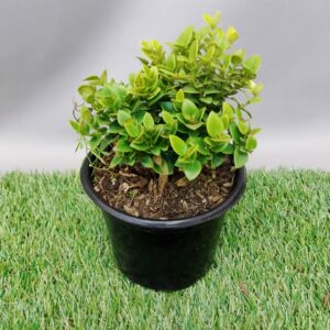 CARISSA BISPINOSA STORM 12CM