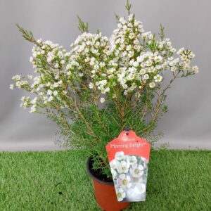 CHAMELAUCIUM MORNING DELIGHT 15CM