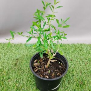 FREYLINIA TROPICA 12CM