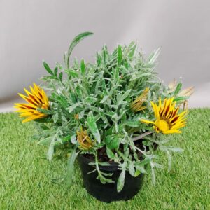 GAZANIA KISS FROSTY FLAME MIX 17CM