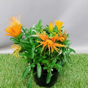 GAZANIA ZANY ORANGE 15CM