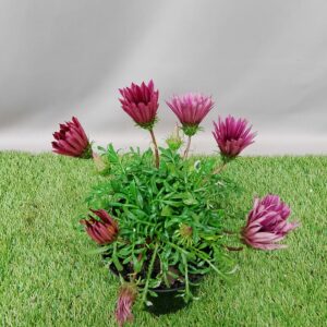GAZANIA ZANY PINK 15CM
