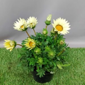 GAZANIA ZANY WHITE 15CM