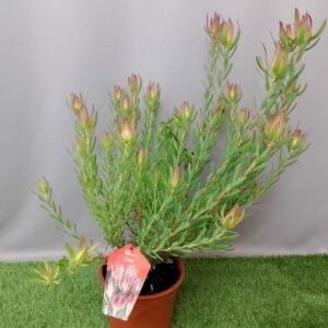 LEUCADENDRON AMY 22CM