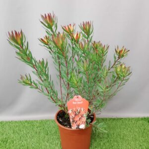 LEUCADENDRON RED DEVIL 22CM