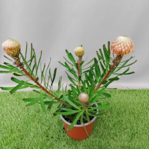 LEUCOSPERMUM FROSTY 15CM