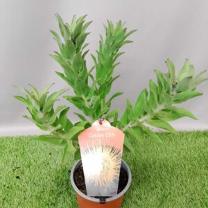 LEUCOSPERMUM GOLDEN ORB 15CM