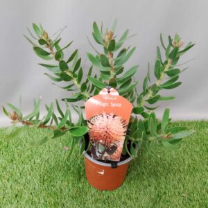 LEUCOSPERMUM MAGIC SPICE 15CM