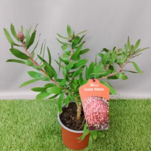 LEUCOSPERMUM SCARLET RIBBON 15CM