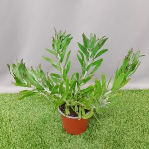 LEUCOSPERMUM YELLOW PHANTOM 15CM