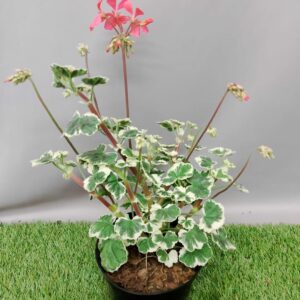 PELARGONIUM FRANK HEADLY 15CM