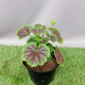 PELARGONIUM HORISON SHADOWMIX 15CM