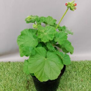 PELARGONIUM MULTIBLOOM SCARLET EYE 15CM
