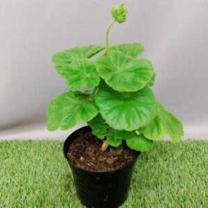 PELARGONIUM MULTIBLOOM WHITE 15CM