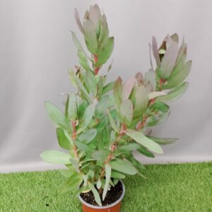 PROTEA SHARONET 15CM