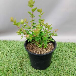 SEARSIA CRENATA EMERALD 12CM