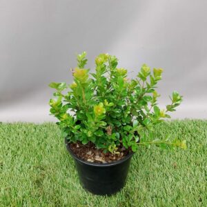 SEARSIA CRENATA TINY TIM 12CM
