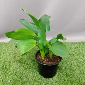 ZANTEDESCHIA AETHOIPICA 12CM