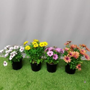 CAPE DAISY 15CM