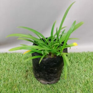 AGAPANTHUS NANA BLUE 2KG