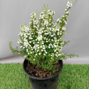 COLEONEMA ALBA 17CM