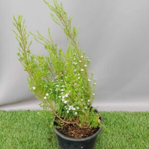 COLEONEMA SUNSET PINK 17CM