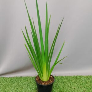 DIETES GRANDIFLORA 12CM
