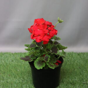 PELARGONIUM MAVERICK MIX 15CM