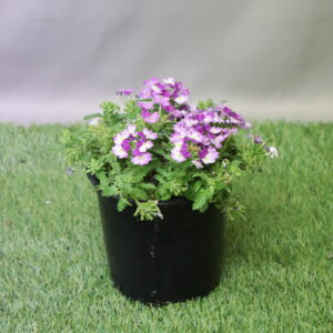 VERBENA ASSORTED 15CM