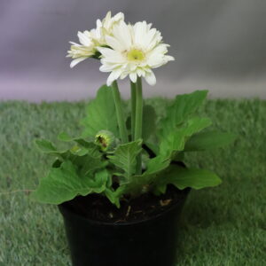 BARBERTON DAISY 15CM