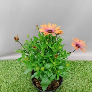 OSTEOSPERMUM ASSORTED 15CM