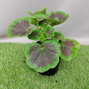 PELARGONIUM MULTIBLOOM 15CM