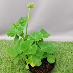 PELARGONIUM MAVERICK MIX 15CM